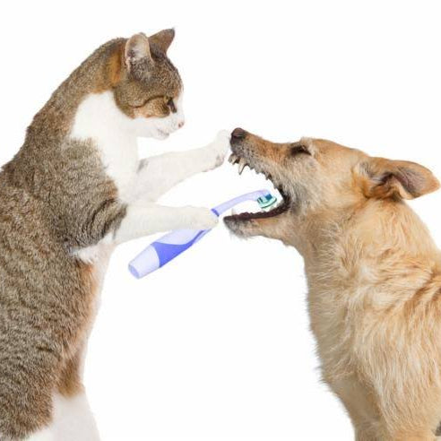 February is Pet Dental Month