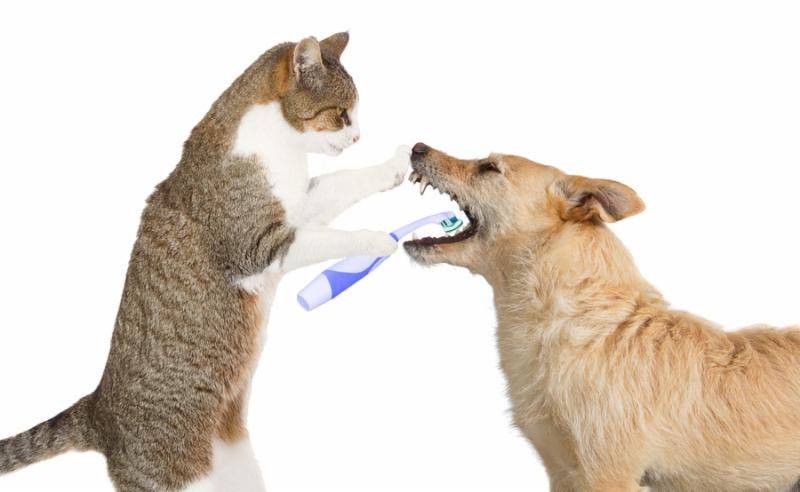 February is Pet Dental Month