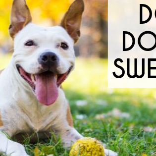Do dogs sweat?