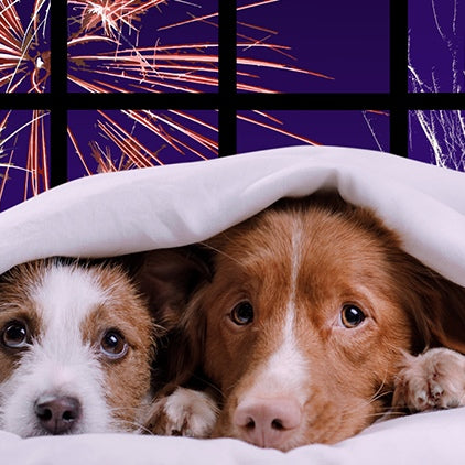 4th of July,  Is your pup ready?