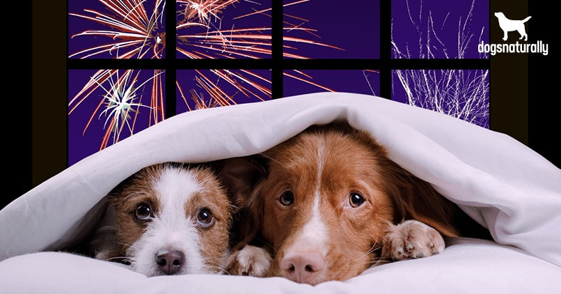 4th of July,  Is your pup ready?