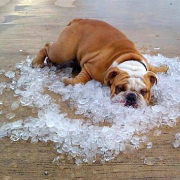 Dog Days of Summer