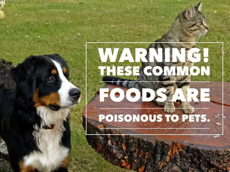 Foods that can be poisonous to pets!